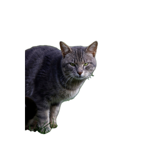 A Curious Gray Tabby Cat Stands Alert On A Vibrant Green Lawn. 17521 - Cat PNG image with transparent background